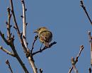 Click image for larger version. 

Name:	willow_warbler_P4180556.jpg 
Views:	200 
Size:	87.2 KB 
ID:	13509