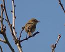 Click image for larger version. 

Name:	willow_warbler_P4180563.jpg 
Views:	199 
Size:	53.9 KB 
ID:	13510