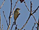 Click image for larger version. 

Name:	willow_warbler_P4180623.jpg 
Views:	189 
Size:	95.1 KB 
ID:	13511