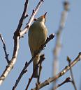 Click image for larger version. 

Name:	willow_warbler_P4180631.jpg 
Views:	192 
Size:	90.8 KB 
ID:	13512