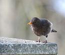 Click image for larger version. 

Name:	Blackbird (Turdus merla)DSC_0012.jpg 
Views:	317 
Size:	90.4 KB 
ID:	13525