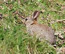 Click image for larger version. 

Name:	Rabbit (Oryctolagus cuniculus)DSC_0181.JPG 
Views:	168 
Size:	200.1 KB 
ID:	13529