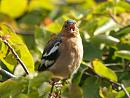 Click image for larger version. 

Name:	chaffinch1_filtered.jpg 
Views:	217 
Size:	446.5 KB 
ID:	1353