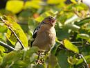 Click image for larger version. 

Name:	chaffinch2_filtered.jpg 
Views:	198 
Size:	453.8 KB 
ID:	1354