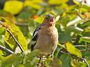 Click image for larger version. 

Name:	chaffinch3_filtered.jpg 
Views:	200 
Size:	264.5 KB 
ID:	1355