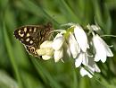Click image for larger version. 

Name:	SH1669 -1004 21-Speckled_Wood-Pararge_aegeria.jpg 
Views:	182 
Size:	340.5 KB 
ID:	13559