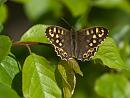 Click image for larger version. 

Name:	SH1708 -1004 21-Speckled_Wood-Pararge_aegeria.jpg 
Views:	178 
Size:	300.3 KB 
ID:	13560
