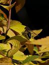 Click image for larger version. 

Name:	SH1740 -1004 21-Hoverfly.jpg 
Views:	254 
Size:	260.4 KB 
ID:	13565