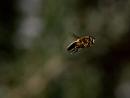 Click image for larger version. 

Name:	SH1747 -1004 21-Hoverfly.jpg 
Views:	252 
Size:	249.1 KB 
ID:	13566