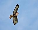 Click image for larger version. 

Name:	Buzzard (Buteo buteo)  DSC_0089.jpg 
Views:	192 
Size:	54.7 KB 
ID:	13567