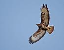 Click image for larger version. 

Name:	Buzzard (Buteo buteo)  DSC_0094.jpg 
Views:	202 
Size:	56.9 KB 
ID:	13568