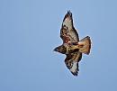 Click image for larger version. 

Name:	Buzzard (Buteo buteo)  DSC_0095.jpg 
Views:	178 
Size:	58.1 KB 
ID:	13569