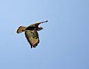 Click image for larger version. 

Name:	Buzzard (Buteo buteo)  DSC_0107.jpg 
Views:	189 
Size:	45.0 KB 
ID:	13571