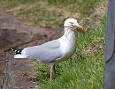 Click image for larger version. 

Name:	Herring Gull, Larus argentatus DSC_0066.JPG 
Views:	200 
Size:	145.2 KB 
ID:	13595