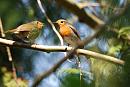 Click image for larger version. 

Name:	Robin, Erithacus rubecula DSC_0047.jpg 
Views:	147 
Size:	88.4 KB 
ID:	13604