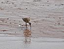 Click image for larger version. 

Name:	Whimbrel (Numenius phaeopus) DSC_0132.jpg 
Views:	214 
Size:	101.5 KB 
ID:	13617