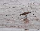 Click image for larger version. 

Name:	Whimbrel (Numenius phaeopus) DSC_0143.jpg 
Views:	214 
Size:	107.2 KB 
ID:	13618