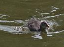 Click image for larger version. 

Name:	SH8677 -0905 23-Coot Juvenile.jpg 
Views:	204 
Size:	314.6 KB 
ID:	13620