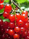 Click image for larger version. 

Name:	Red Currants 5043 - SHRUNK.jpg 
Views:	171 
Size:	123.3 KB 
ID:	1364