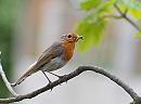 Click image for larger version. 

Name:	Robin (Erithacus rubecula),  DSC_0065.jpg 
Views:	130 
Size:	65.1 KB 
ID:	13641