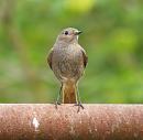 Click image for larger version. 

Name:	black_redstart_female_P5021345.jpg 
Views:	705 
Size:	199.8 KB 
ID:	13648