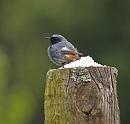 Click image for larger version. 

Name:	black_redstart_P5031556.jpg 
Views:	224 
Size:	213.8 KB 
ID:	13655