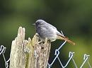 Click image for larger version. 

Name:	black_redstart_P5031559.jpg 
Views:	213 
Size:	134.6 KB 
ID:	13656