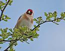 Click image for larger version. 

Name:	Goldfinch (Carduelis carduelis) DSC_0047.jpg 
Views:	237 
Size:	102.0 KB 
ID:	13667