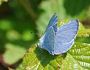 Click image for larger version. 

Name:	Holly Blue (Celastrina argiolus)  DSC_0207.jpg 
Views:	172 
Size:	102.7 KB 
ID:	13669
