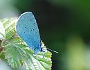 Click image for larger version. 

Name:	Holly Blue (Celastrina argiolus) DSC_0153.jpg 
Views:	199 
Size:	91.5 KB 
ID:	13670