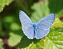 Click image for larger version. 

Name:	Holly Blue (Celastrina argiolus) DSC_0216.jpg 
Views:	172 
Size:	99.0 KB 
ID:	13672