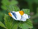 Click image for larger version. 

Name:	Orange-tip ( Anthocharis cardamines) DSC_0061.jpg 
Views:	115 
Size:	109.3 KB 
ID:	13682