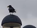 Click image for larger version. 

Name:	SH3282 -1005 06-Rook-Corvus_frugilegus.jpg 
Views:	228 
Size:	247.5 KB 
ID:	13684