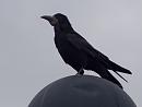 Click image for larger version. 

Name:	SH3308 -1005 06-Rook-Corvus_frugilegus.jpg 
Views:	271 
Size:	262.2 KB 
ID:	13685