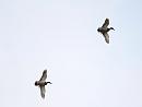 Click image for larger version. 

Name:	mallards_P5092217.jpg 
Views:	191 
Size:	46.6 KB 
ID:	13696