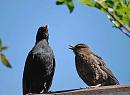 Click image for larger version. 

Name:	Blackbird (Turdus merula) DSC_0132.jpg 
Views:	170 
Size:	75.5 KB 
ID:	13721