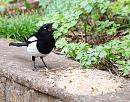 Click image for larger version. 

Name:	Magpie (Pica pica) DSC_0278.JPG 
Views:	173 
Size:	171.5 KB 
ID:	13728