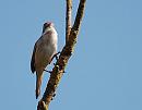 Click image for larger version. 

Name:	Whitethroat(Sylvia communis) DSC_0016.jpg 
Views:	164 
Size:	51.9 KB 
ID:	13741