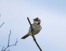 Click image for larger version. 

Name:	Whitethroat_Sylvia_communis_DSC_0200.jpg 
Views:	149 
Size:	44.1 KB 
ID:	13760