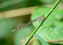 Click image for larger version. 

Name:	Ochre Threadtail damselfly.JPG 
Views:	204 
Size:	155.3 KB 
ID:	1378