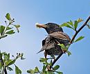 Click image for larger version. 

Name:	Starling (Sturnus vulgaris) DSC_0008.jpg 
Views:	254 
Size:	91.9 KB 
ID:	13784