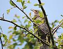 Click image for larger version. 

Name:	Starling (Sturnus vulgaris ) DSC_0005.jpg 
Views:	182 
Size:	130.6 KB 
ID:	13785