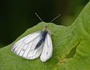 Click image for larger version. 

Name:	Green-veined White (Pieris napi) DSC_0219.jpg 
Views:	192 
Size:	69.6 KB 
ID:	13787