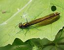 Click image for larger version. 

Name:	Beautiful Demoiselle (Calopteryx virgo) DSC_0063.jpg 
Views:	208 
Size:	100.7 KB 
ID:	13793