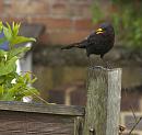 Click image for larger version. 

Name:	SH4204 -1005 16-Blackbird-Turdus_merula.jpg 
Views:	169 
Size:	288.7 KB 
ID:	13804