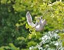 Click image for larger version. 

Name:	Grey squirrel (Sciurus carolinensis) DSC_0029.JPG 
Views:	178 
Size:	111.5 KB 
ID:	13814