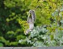 Click image for larger version. 

Name:	Grey squirrel (Sciurus carolinensis)DSC_0015.jpg 
Views:	186 
Size:	107.9 KB 
ID:	13816