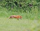 Click image for larger version. 

Name:	Red Fox (Vulpes vulpes)  DSC_0085.jpg 
Views:	216 
Size:	133.6 KB 
ID:	13819
