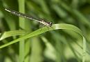 Click image for larger version. 

Name:	SH5874 -1005 24-Common_Blue_Damselfly-Enallagma_cyathigerum- female.jpg 
Views:	411 
Size:	277.4 KB 
ID:	13870