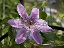 Click image for larger version. 

Name:	SH5903 -1005 25-Clematis-Nelly_Moser.jpg 
Views:	195 
Size:	262.3 KB 
ID:	13879
